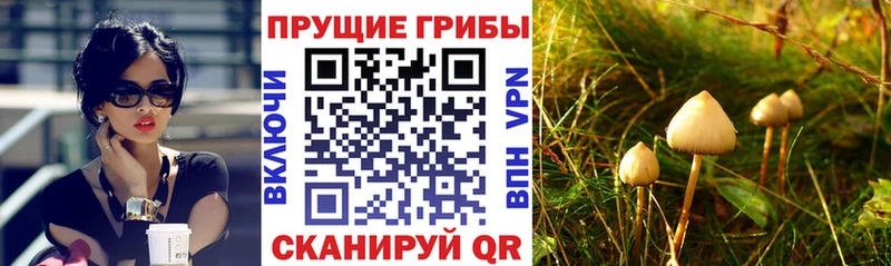 Псилоцибиновые грибы мухоморы blacksprut сайт Гай